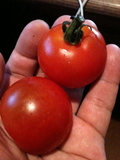 20100730_tomato.JPG